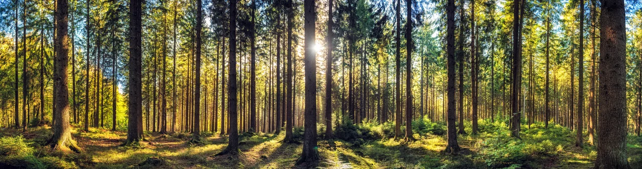 Schmerz und Spiritualität