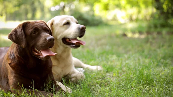 Une mémoire de chien
