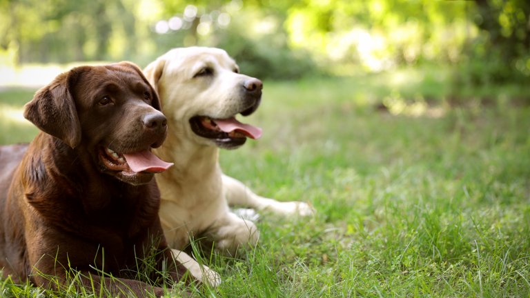 Une mémoire de chien